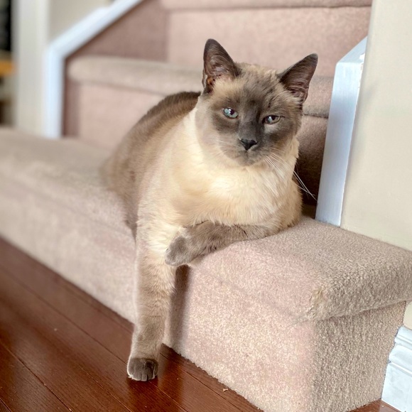 Meet your Posher, Pamela - Picture 3 of 3